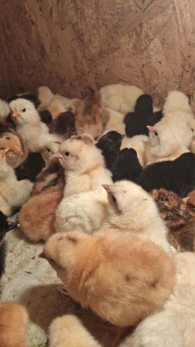 Продам суточных цыплят
