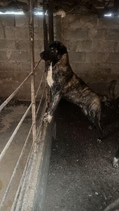 Продават се турси канкал 2 броя на по 8 месеца