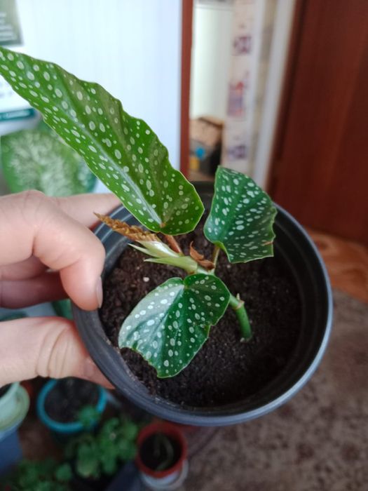 Продам комнатные цветы