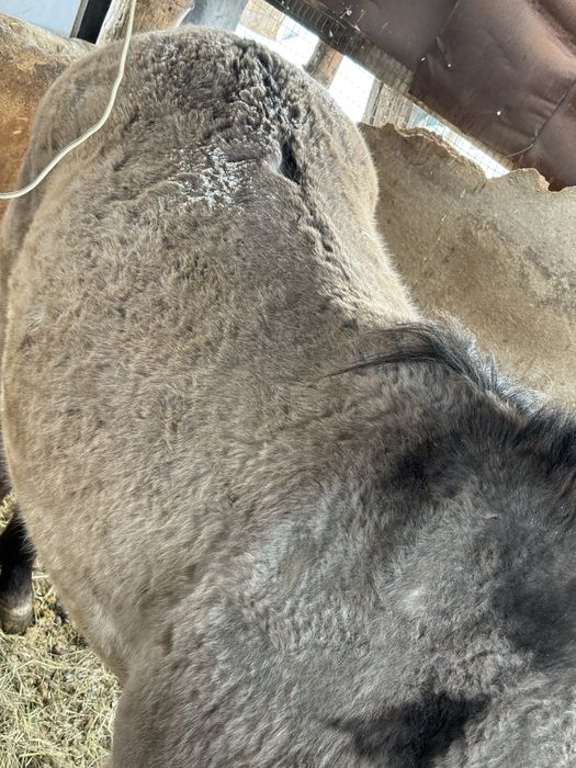 Продам! Байтал. Не жеребая.