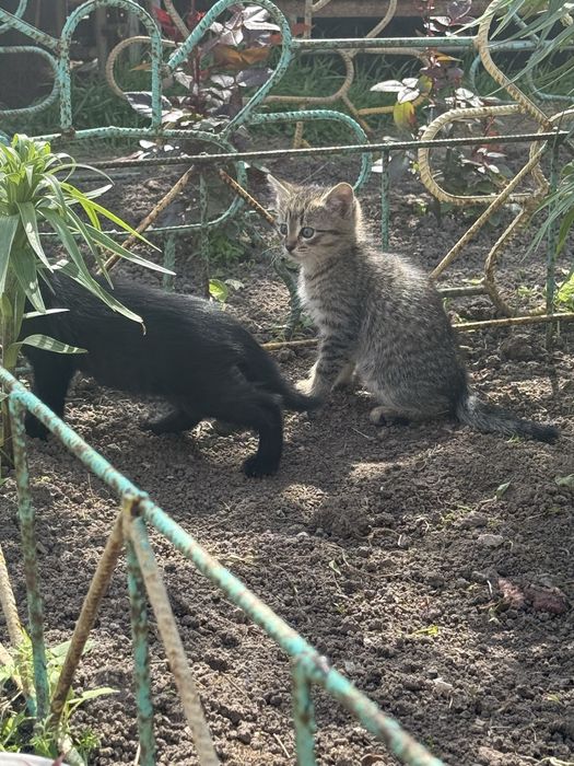 Котята , в добрые руки