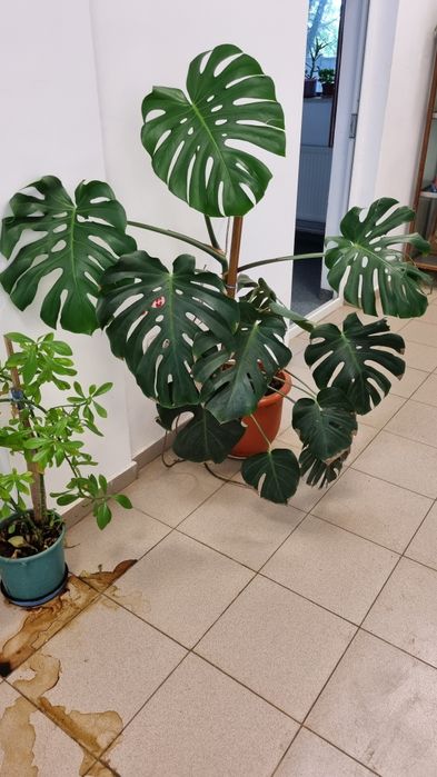 Monstera deliciosa