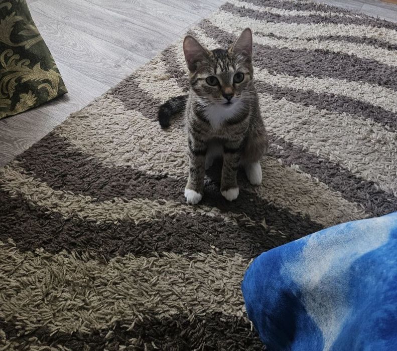 Отдам кошку в добрые руки