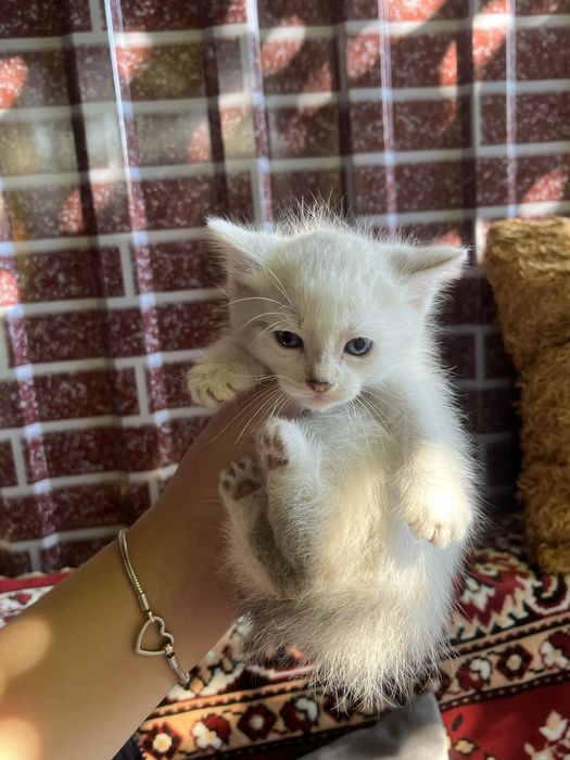 Котятя в добрые руки бесплатно
