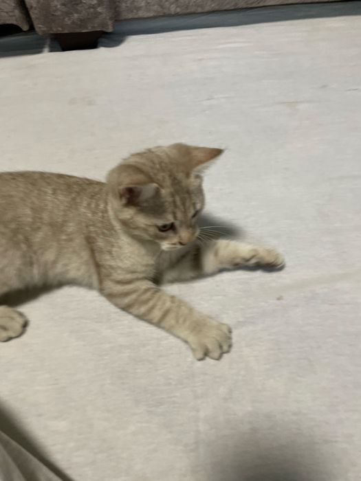 Skotish strayt toza qon