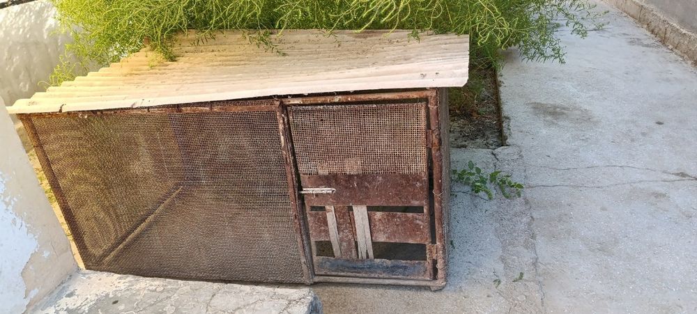 Товук катак сотилади