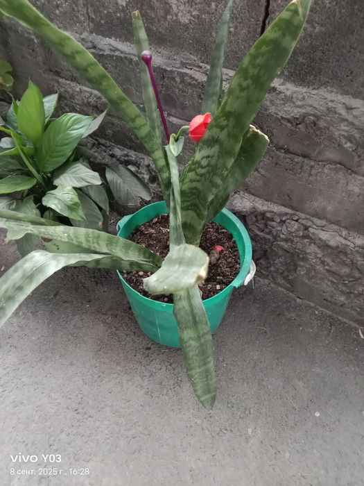 Комнатные цветы разные