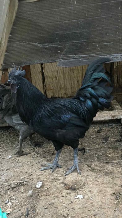 Млади петлета Аям Кемани