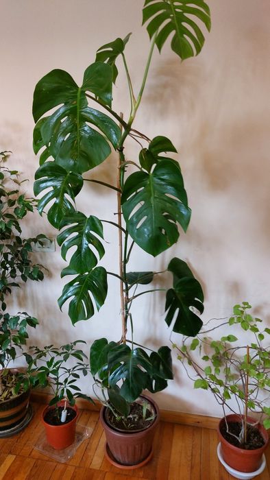 Большая Монстера 1м82см