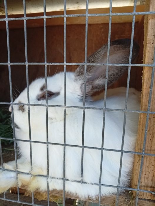 Urecheați,2 kg +,7 luni