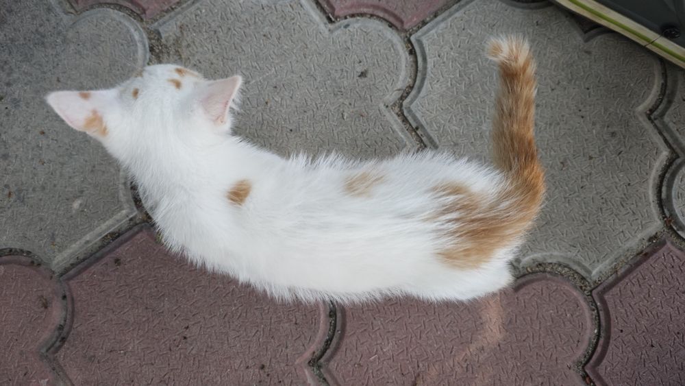 Котёнок ищет семью