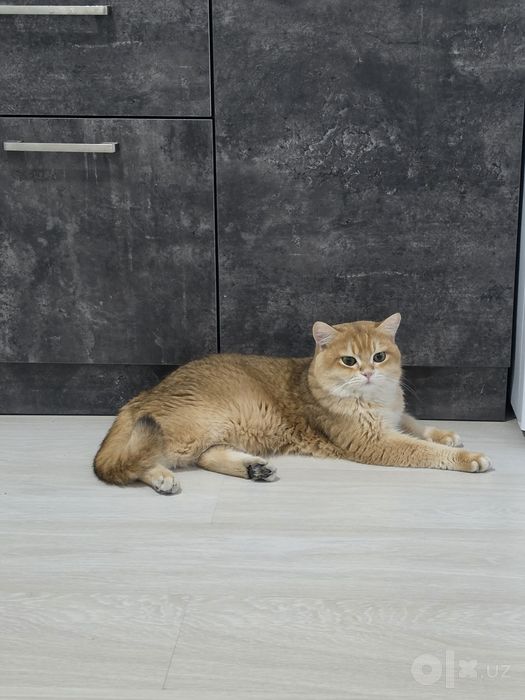 Британский скотиш страйт.