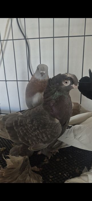 Продам голубей на игру