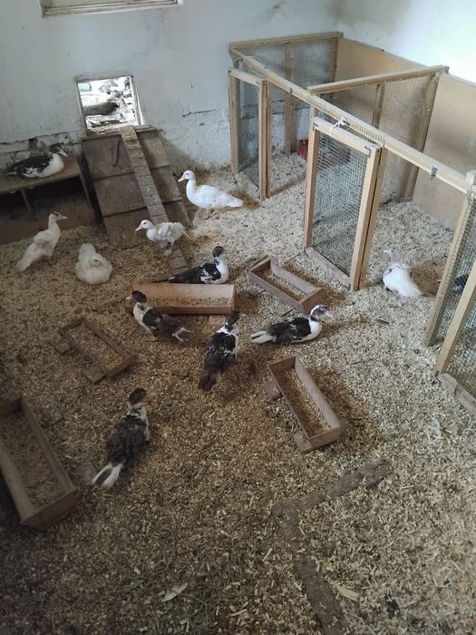 Индоутки продаются срочно