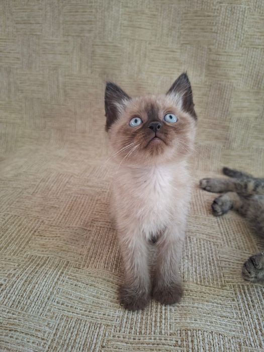 Продам котят вислоухий и сиамский