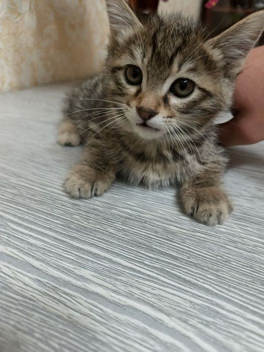 Домашние животные