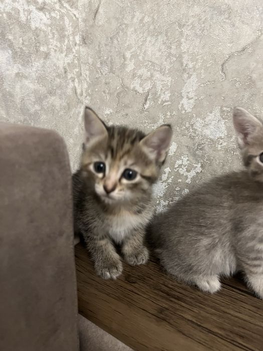 Котята в хорошие руки.