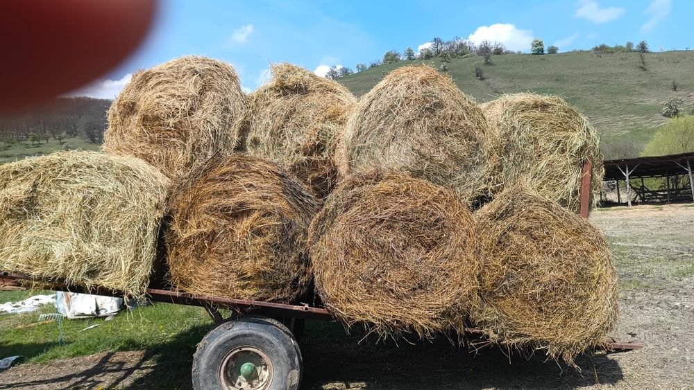 Baloti fan sau lucerna min.40 Rotunzi.500 drept.La TIR Ferma de dat pe servicii Capre Vaci Oi Porci

Livram doar la TIR 
Cate 20 40 baloti Lucerna rot
