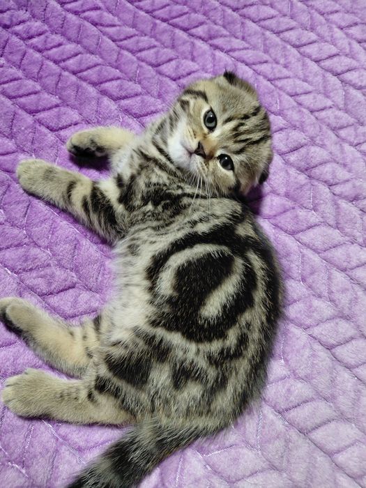 Продам очаровательного котенка