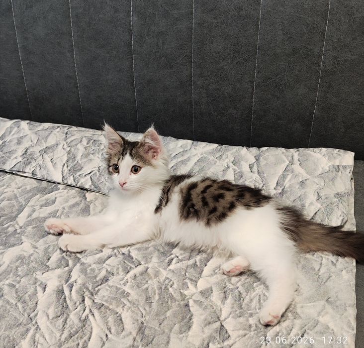 Котёнок девочка 3 месяца
