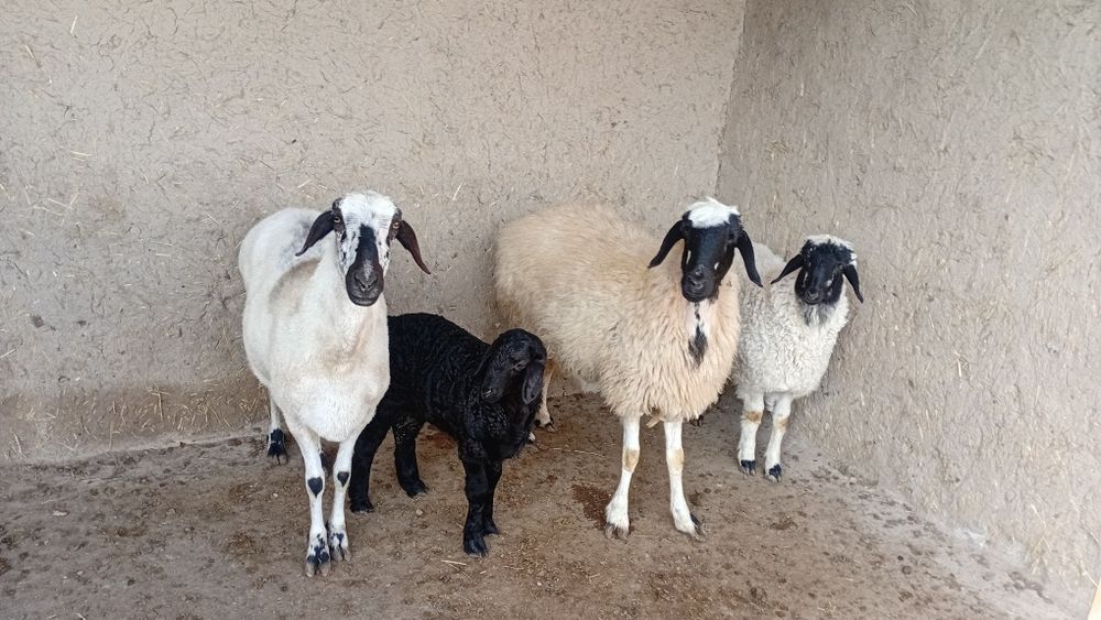 Ona bola quylar sotiladi