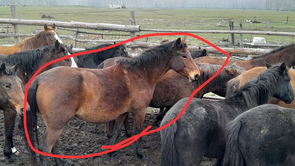 Продам кобылу 6лет