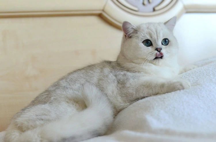 Вязка кот Тараз Шиншилла