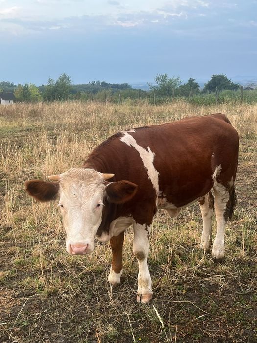 Vând vaca de lapte bălțată gestanta și un vițel