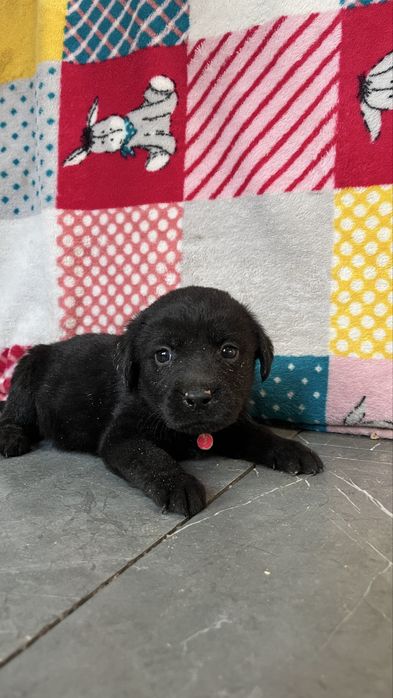 Бронь щенков лабрадора