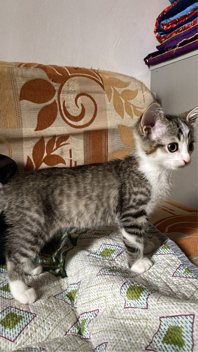 Бесплатно кошка добрый руки
