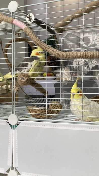 Пара попугаев кореллы