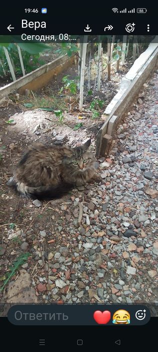 Отдаю бесплатно кота