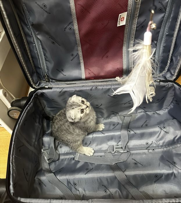 Продам шотладских котят