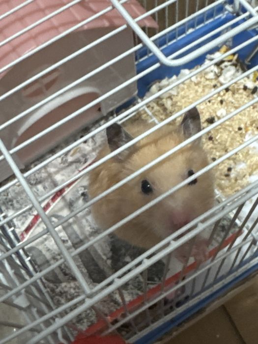 Продам хомяка сибирский