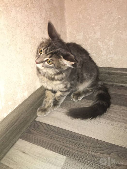 Zottor mushuk sotiladi