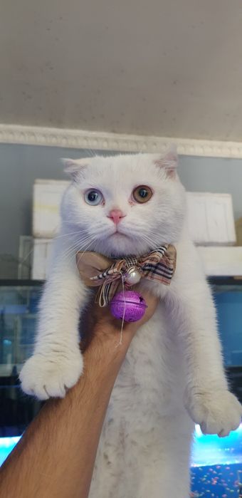 Mushukcha sotiladi qiziqanlar bemalol aloqaga chiqaszlar