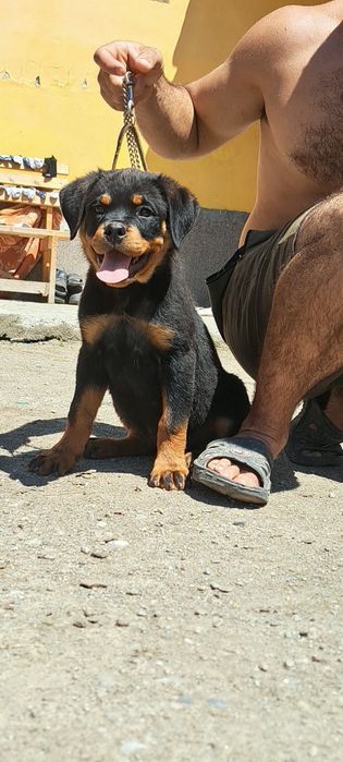 Pui Rottweiler talie mare