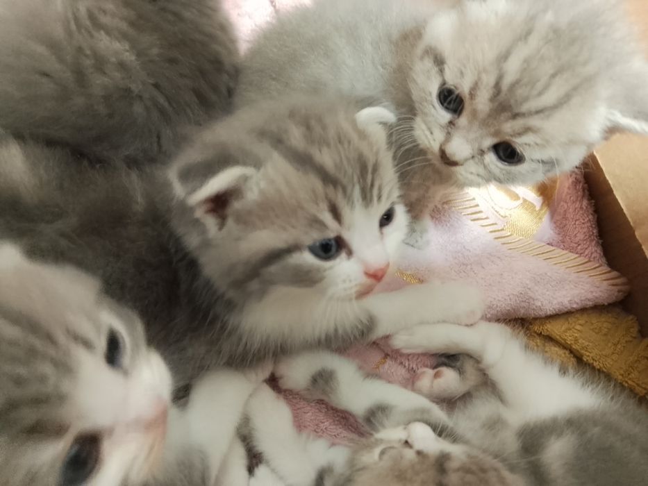 Продаются очаровательные котята