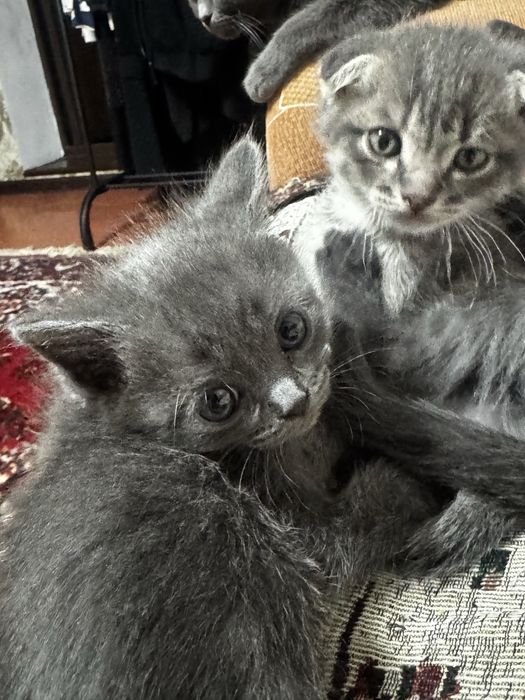 Котята шотландские вислоухие