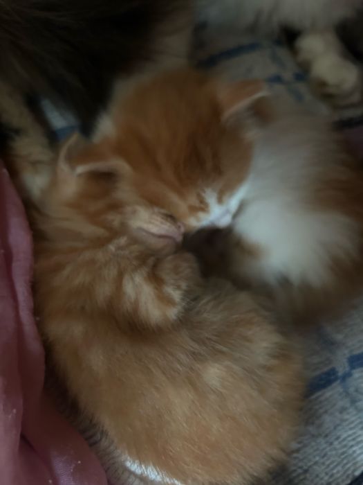 Котята,бесплатно