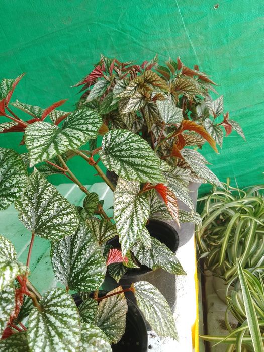 Многолетние и комнатные цветы