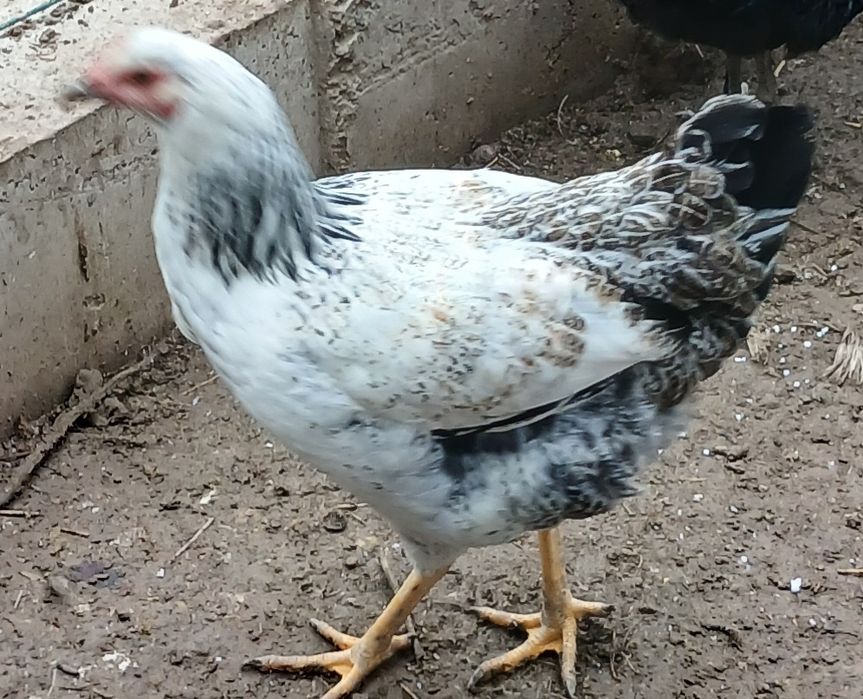 Продам петуха и курочку