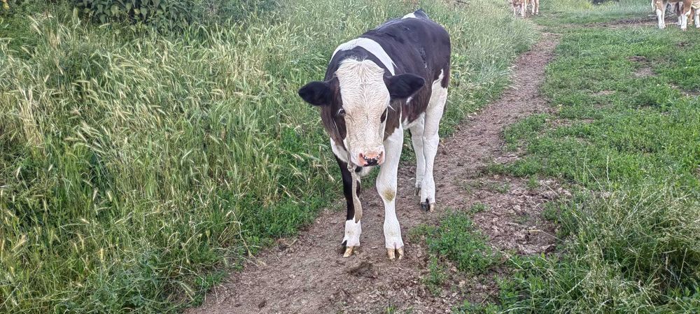Vaca și juninca de vânzare
