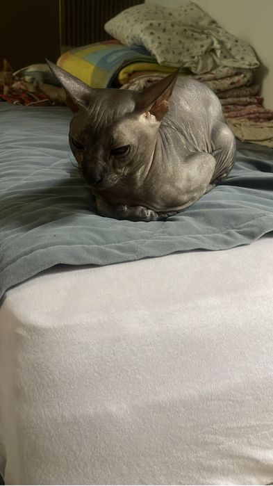 Котенок сфинкс породы бронь