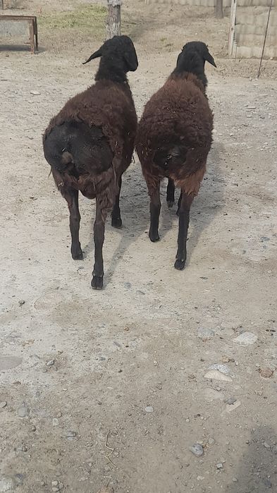 Қошқар екі бас сат