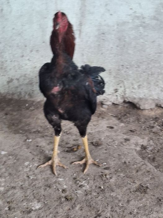 Дакан қораз сатылады.