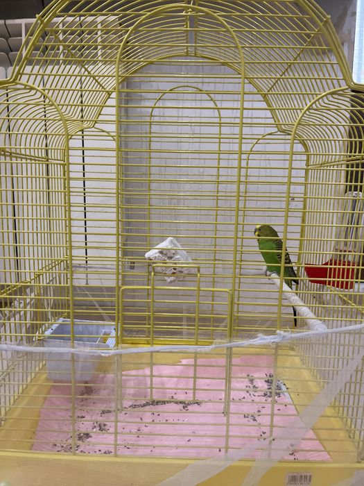 отдам попугая в добрые руки