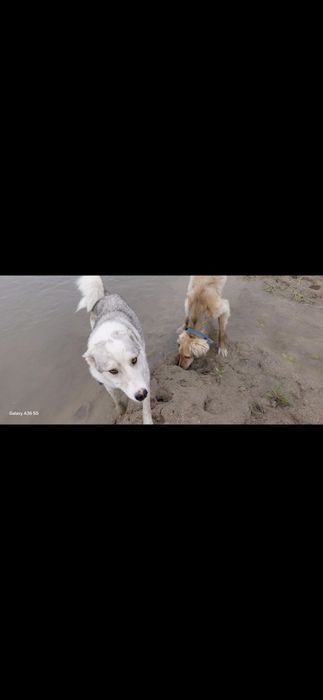 Лайка собака охота
