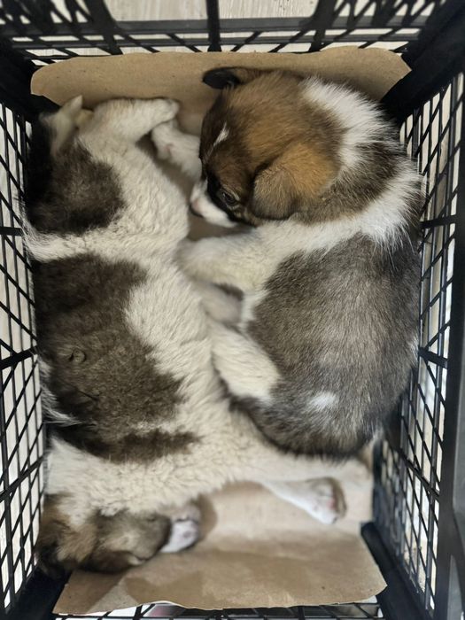 Отдам даром щенят