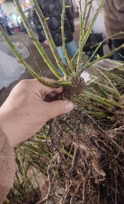 Саженцы Роза ОПТОМ 250 тг